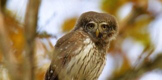 Маленька, але небезпечна: найменша сова світу полює на своїх жертв у Чорнобилі