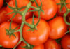 Слідом за огірками в Україні дешевшають томати: скільки просять за кг