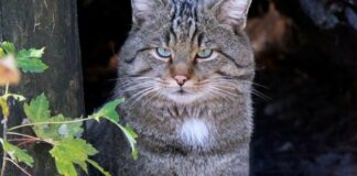 Дикі кішки в центрі Києва: КиївЗоо запрошує на показові “тренування мисливців”