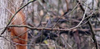 Живе на деревах і будує гнізда-кулі: в лісах Київщини завівся незвичайний звір, – ФОТО