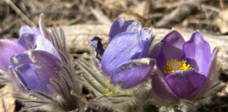 Під загрозою зникнення: на Київщині помітили рідкісну рослину, – ФОТО