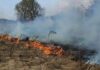Полум’я за хвилини: на Київщині попереджають про смертельну небезпеку підпалів