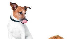 Как выбрать качественный корм для собак: советы по питанию и уходу